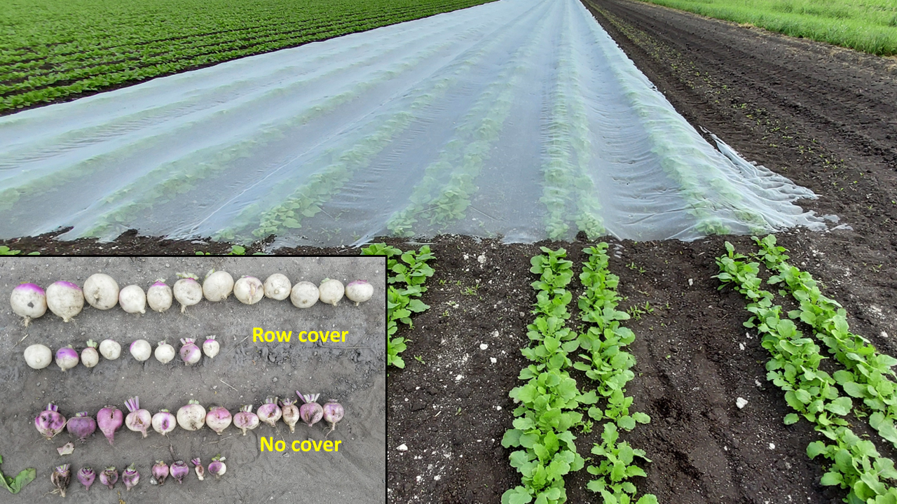 Several rows of crops partially covered by plastic.
